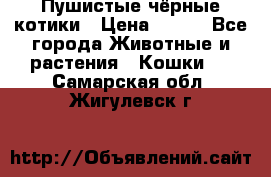 Пушистые чёрные котики › Цена ­ 100 - Все города Животные и растения » Кошки   . Самарская обл.,Жигулевск г.